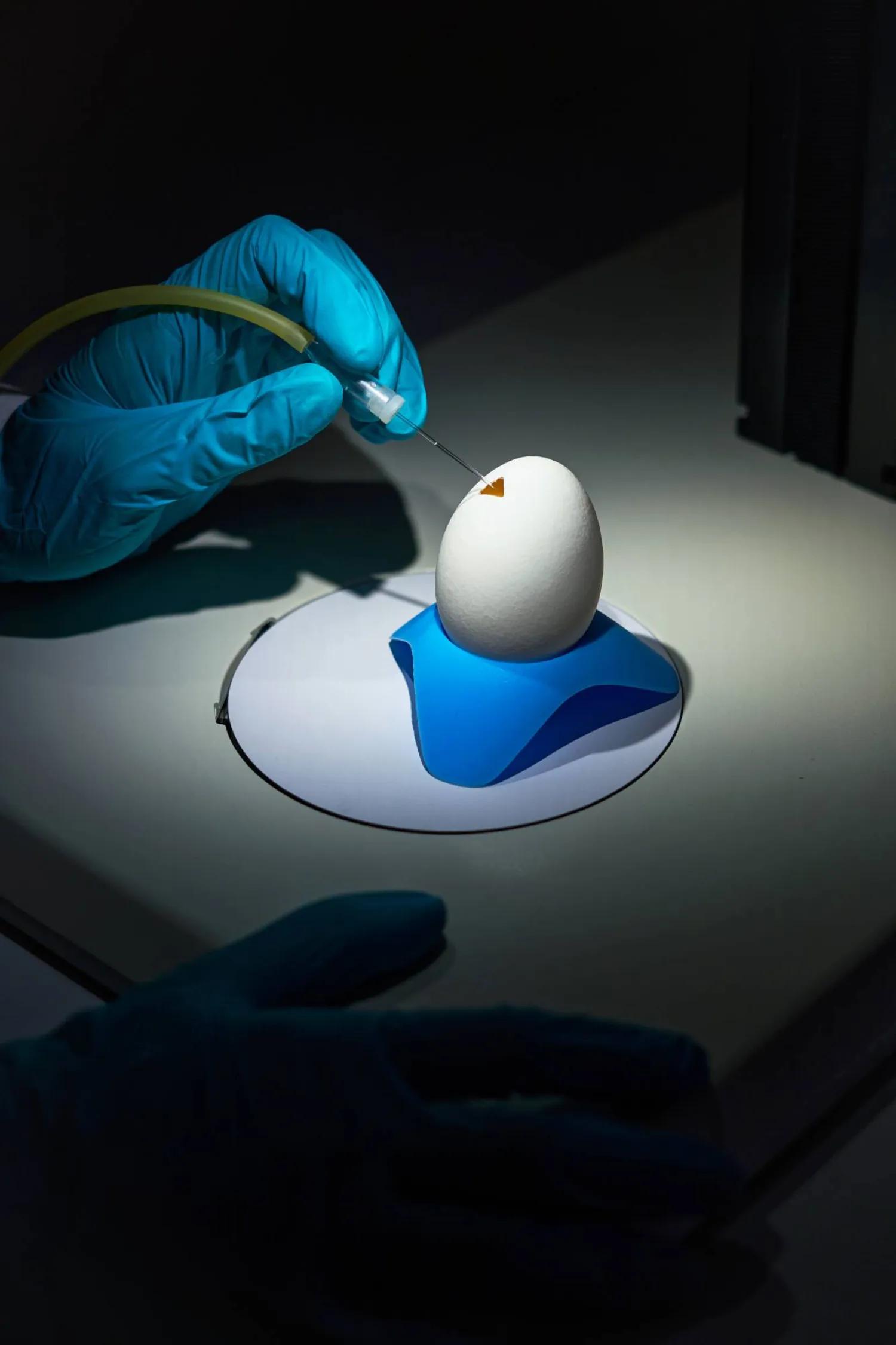 “Scientists examining chicks hatched from artificial eggs in a biotechnology lab”