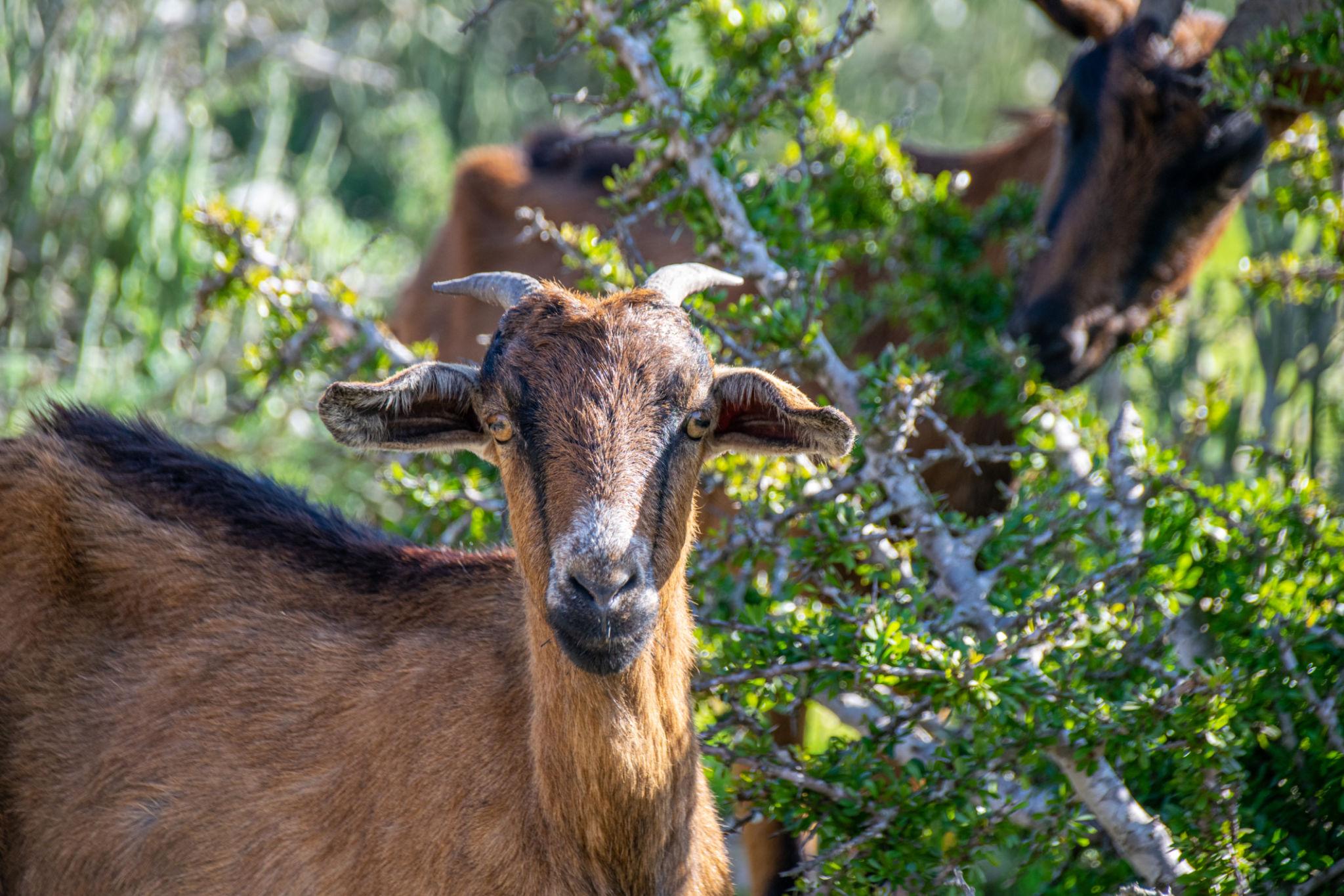 “Wild goats standing on a dry rocky island near the ocean”